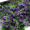 Clematis Jackmanii Superba Vine - Live Plant, 2.5 inch Pot, Deep Violet-Blue Flowers - Image 1