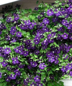 Clematis Jackmanii Superba Vine - Live Plant, 2.5 inch Pot, Deep Violet-Blue Flowers - Image 1
