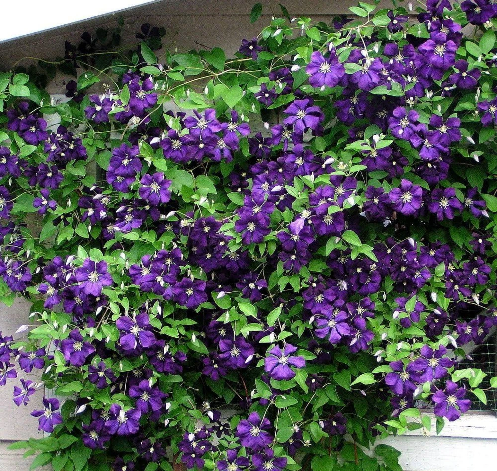 Clematis Jackmanii Superba Vine - Live Plant, 2.5 inch Pot, Deep Violet-Blue Flowers - Image 1