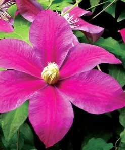 Clematis Live Plant - Burgundy Red/Magenta Blooms - 2.5