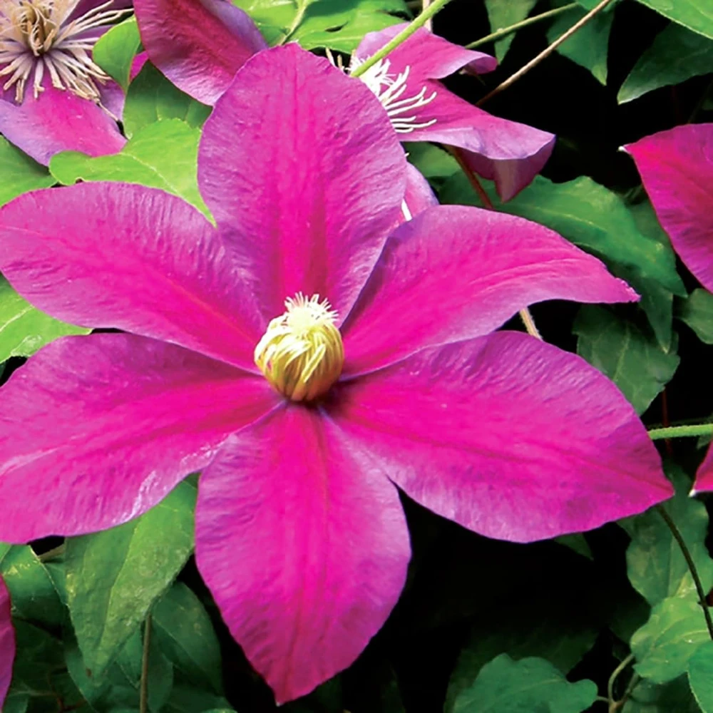 Clematis Live Plant - Burgundy Red/Magenta Blooms - 2.5" Pot - Image 1
