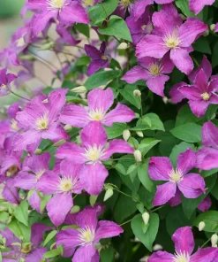 Clematis Live Plant - Purple Flowers, Vigorous Grower - 4 inch Pot - Image 2