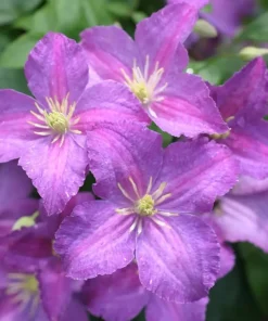 Clematis Live Plant - Purple Flowers, Vigorous Grower - 4 inch Pot - Image 3