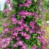 Clematis Live Plant - Purple Flowers, Vigorous Grower - 4 inch Pot - Image 1
