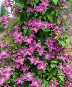 Clematis Live Plant - Purple Flowers, Vigorous Grower - 4 inch Pot - Image 1