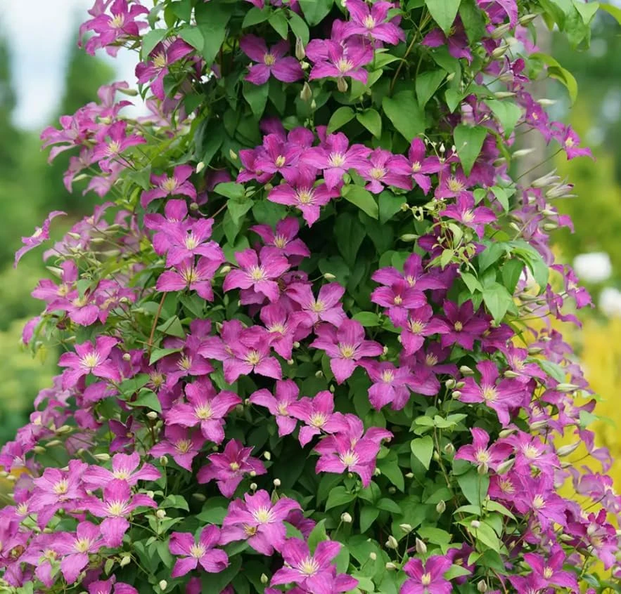 Clematis Live Plant - Purple Flowers, Vigorous Grower - 4 inch Pot - Image 1