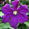 Clematis Polish Spirit Live Vine - Rich Purple-Blue Flowers, 2.5" Pot - Image 1