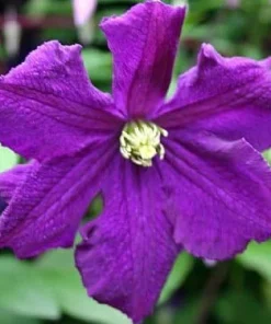 Clematis Polish Spirit Live Vine - Rich Purple-Blue Flowers, 2.5