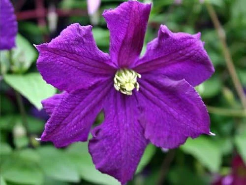 Clematis Polish Spirit Live Vine - Rich Purple-Blue Flowers, 2.5" Pot - Image 1