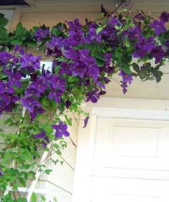 Clematis Polish Spirit Live Vine - Rich Purple-Blue Flowers, 2.5" Pot - Image 2