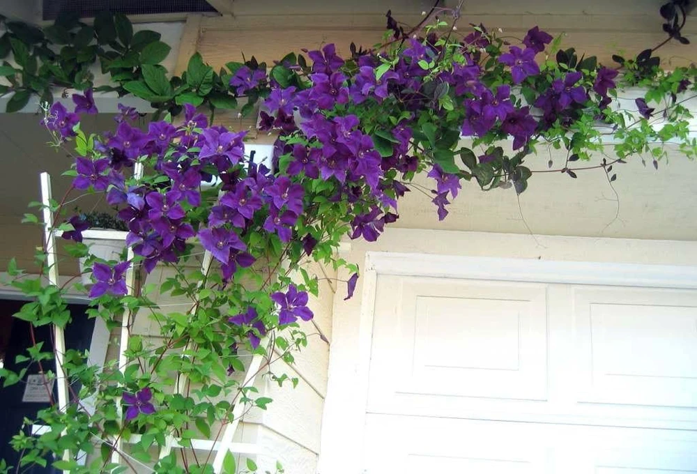 Clematis Polish Spirit Live Vine - Rich Purple-Blue Flowers, 2.5" Pot - Image 2