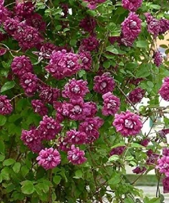 Clematis Purpurea Plena Elegans Live Plant - Double Red-Purple Flowers - 2.5