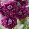 Clematis Purpurea Plena Elegans Live Plant - Double Red-Purple Flowers - 2.5" Pot - Image 1