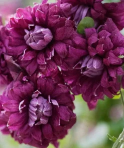 Clematis Purpurea Plena Elegans Live Plant - Double Red-Purple Flowers - 2.5