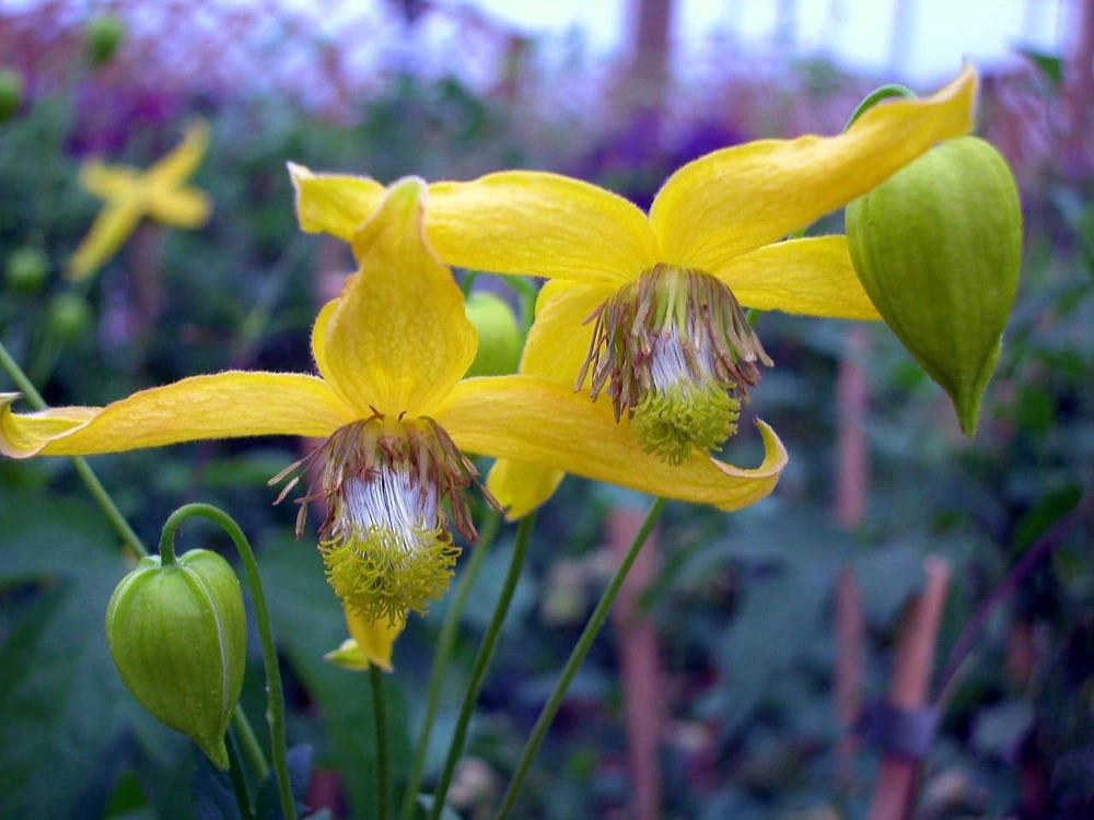 Clematis Radar Love Seeds - 20 Seeds, Hardy Perennial Vine, Yellow Blooms - Image 1