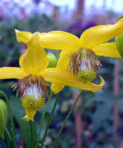 Clematis Radar Love Seeds - 20 Seeds, Hardy Perennial Vine, Yellow Blooms - Image 2