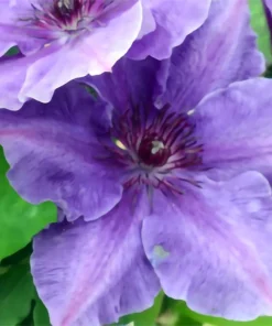 Clematis Ravel Live Plant - 2.5 inch Pot - Purple/Blue Flowers - Perennial Vine - Image 2