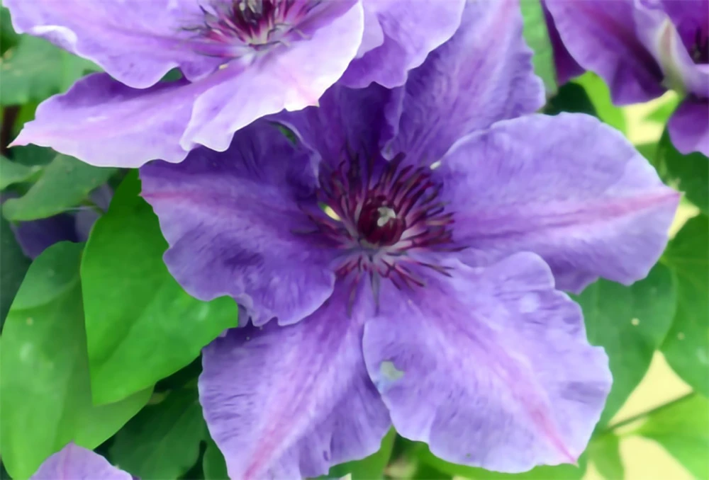 Clematis Ravel Live Plant - 2.5 inch Pot - Purple/Blue Flowers - Perennial Vine - Image 2