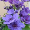 Clematis Ravel Live Plant - 2.5 inch Pot - Purple/Blue Flowers - Perennial Vine - Image 1