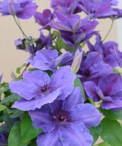 Clematis Ravel Live Plant - 2.5 inch Pot - Purple/Blue Flowers - Perennial Vine - Image 1