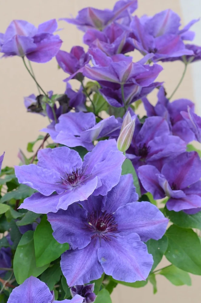 Clematis Ravel Live Plant - 2.5 inch Pot - Purple/Blue Flowers - Perennial Vine - Image 1