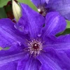 Clematis Vine Live Plant - Blue/Purple Fragrant Flowers - 2.5" Pot - Image 1