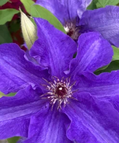 Clematis Vine Live Plant - Blue/Purple Fragrant Flowers - 2.5