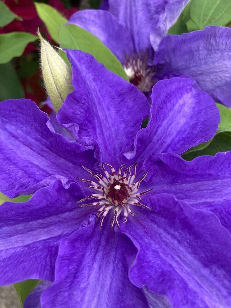 Clematis Vine Live Plant - Blue/Purple Fragrant Flowers - 2.5" Pot - Image 1