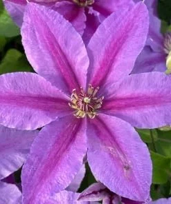 Clematis Vine Live Plant - Violet Flowers - Perennial - 2.5