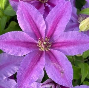 Clematis Vine Live Plant - Violet Flowers - Perennial - 2.5" Pot - Image 2