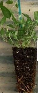 Clematis Vine Live Plant - Violet Flowers - Perennial - 2.5" Pot - Image 4