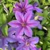Clematis Vine Live Plant - Violet Flowers - Perennial - 2.5" Pot - Image 1