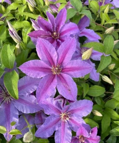 Clematis Vine Live Plant - Violet Flowers - Perennial - 2.5