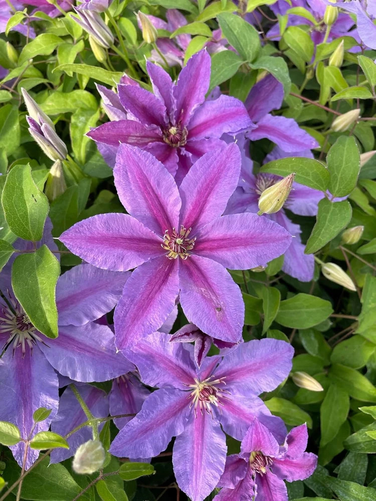 Clematis Vine Live Plant - Violet Flowers - Perennial - 2.5" Pot - Image 1
