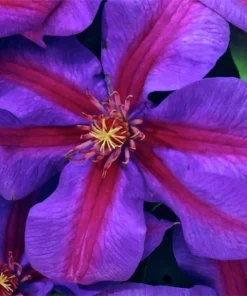 Clematis Vine 'Mrs. N. Thompson' Live Plant - 2.5" Pot - Purple & Scarlet Blooms - Image 2