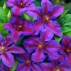 Clematis Vine 'Mrs. N. Thompson' Live Plant - 2.5" Pot - Purple & Scarlet Blooms - Image 1