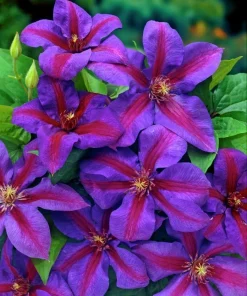 Clematis Vine 'Mrs. N. Thompson' Live Plant - 2.5