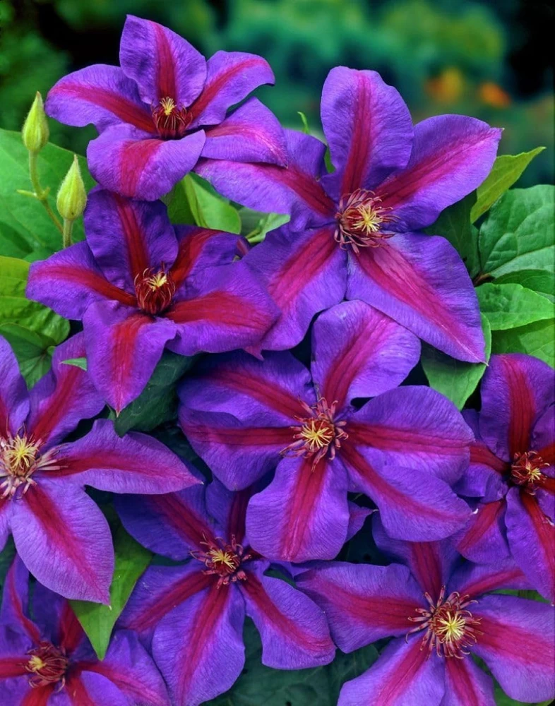 Clematis Vine 'Mrs. N. Thompson' Live Plant - 2.5" Pot - Purple & Scarlet Blooms - Image 1