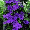 Clematis Vine 'The President' Live Plant - Deep Purple Flowers - 2.5" Pot - Outdoor - Image 1