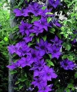 Clematis Vine 'The President' Live Plant - Deep Purple Flowers - 2.5" Pot - Outdoor - Image 1