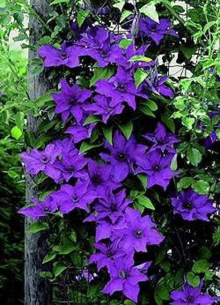 Clematis Vine 'The President' Live Plant - Deep Purple Flowers - 2.5" Pot - Outdoor - Image 1