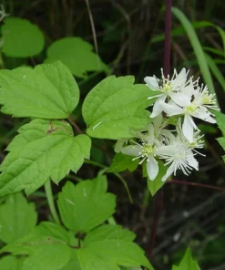 Clematis virginiana Live Plant – Fall Blooming Love Vine – 2.5" Pot – White Flowers - Image 2