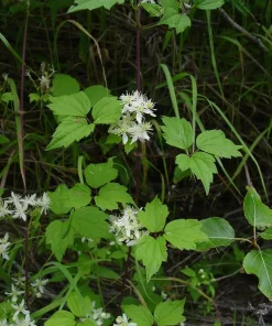 Clematis virginiana Live Plant – Fall Blooming Love Vine – 2.5