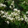 Clematis virginiana Live Plant – Fall Blooming Love Vine – 2.5" Pot – White Flowers - Image 1
