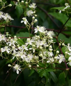 Clematis virginiana Live Plant – Fall Blooming Love Vine – 2.5