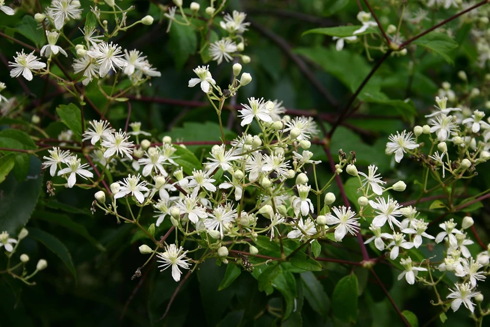 Clematis virginiana Live Plant – Fall Blooming Love Vine – 2.5" Pot – White Flowers - Image 1