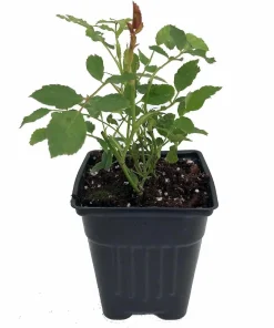 Climbing Iceberg Rose Live Plant - Honey Fragrance - 4" Pot - Outdoor - Image 2