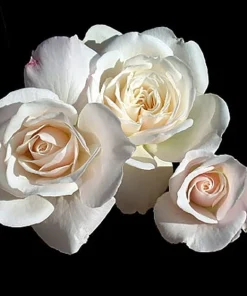 Climbing Iceberg Rose Live Plant - Honey Fragrance - 4