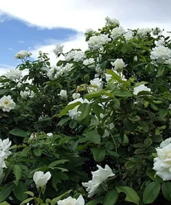 Climbing Iceberg Rose Live Plant - Honey Fragrance - 4