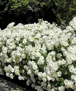 Climbing Iceberg Rose Live Plant - Honey Fragrance - 4